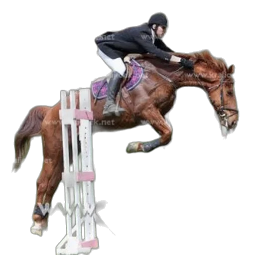 photorealistic, rider, chestnut, horse transparent PNG cut-out