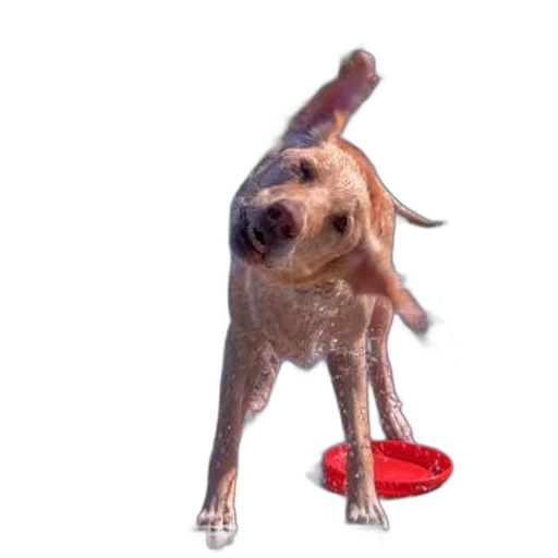 animal, shoes, creature, staff transparent PNG cut-out