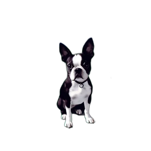 animal, staff, creature, face transparent PNG cut-out