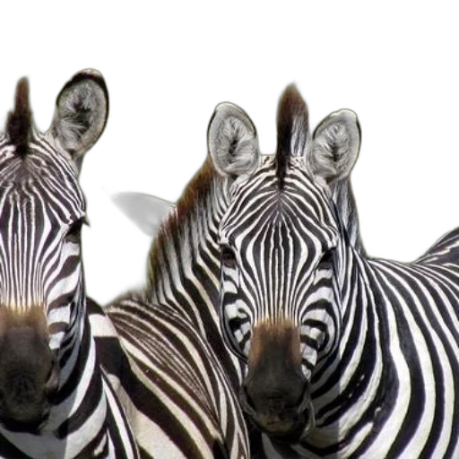 animal, photorealistic, monochrome, two transparent PNG cut-out