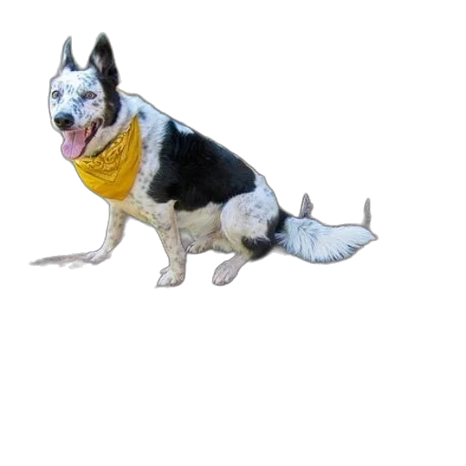 animal, staff, creature, photorealistic transparent PNG cut-out
