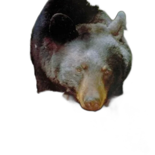 animal, creature, staff, mask transparent PNG cut-out