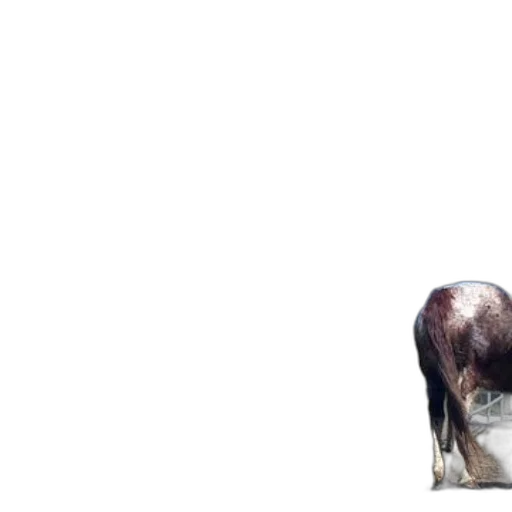 animal, hair, creature, face transparent PNG cut-out