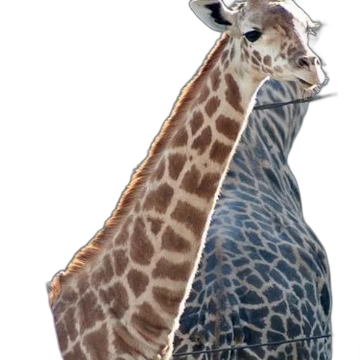 animal, creature, hat, crown transparent PNG cut-out