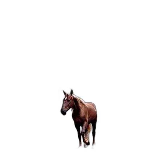 animal, creature, hat, dragon transparent PNG cut-out