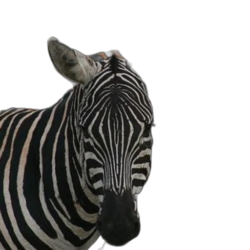animal, creature, hat, jewelry transparent PNG cut-out