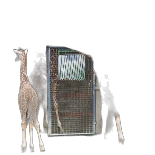 animal, robot, creature, food transparent PNG cut-out
