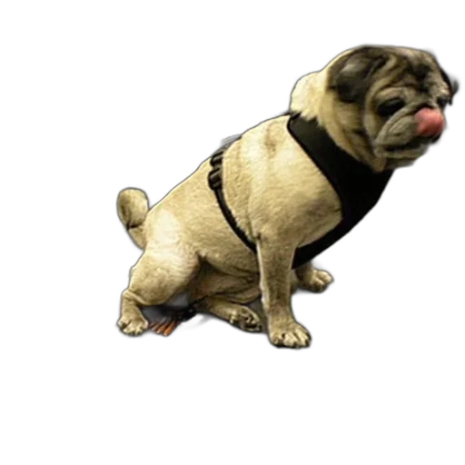 animal, creature, staff, jacket transparent PNG cut-out