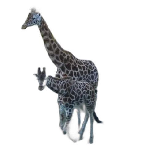 animal, creature, staff, hat transparent PNG cut-out