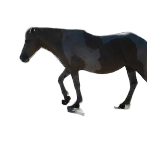 animal, creature, robot, dragon transparent PNG cut-out