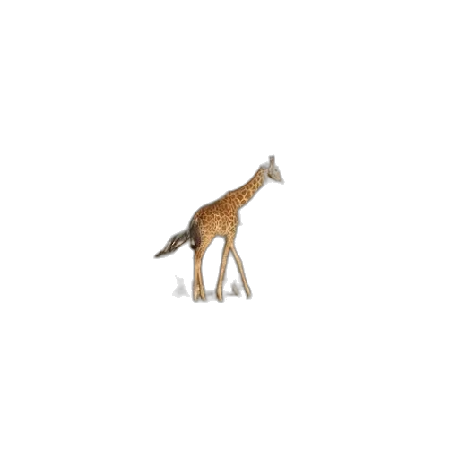 animal, creature, staff, food transparent PNG cut-out