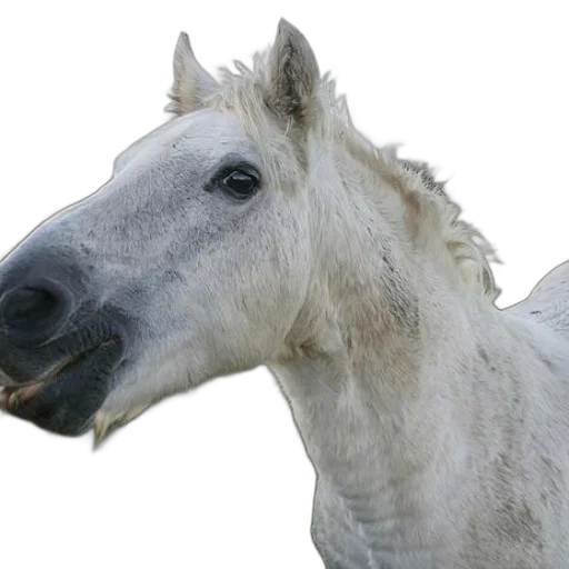 animal, creature, face, dragon transparent PNG cut-out