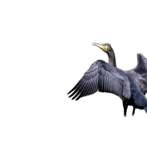 animal, creature, dragon, concept art transparent PNG cut-out