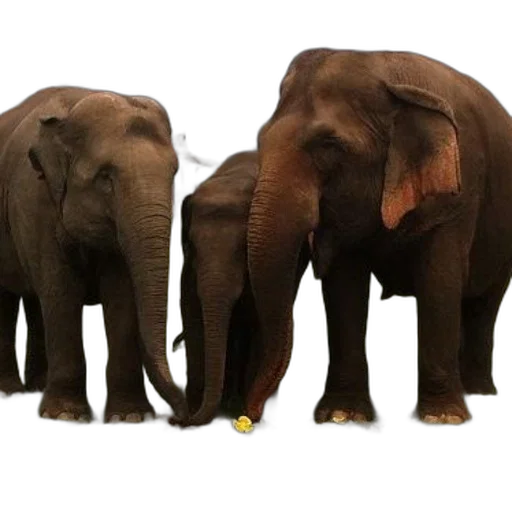 animal, concept art, 3d render, photorealistic transparent PNG cut-out