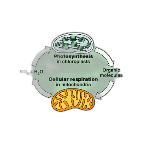 diagram, illustrating, process, photosynthesis transparent PNG cut-out