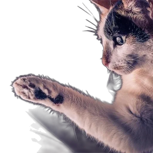 animal, staff, creature, photorealistic transparent PNG cut-out