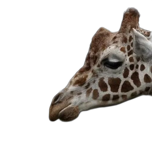 animal, mask, creature, hat transparent PNG cut-out