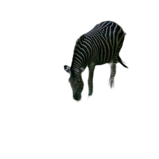 animal, creature, furniture, hair transparent PNG cut-out