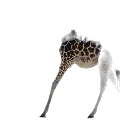animal, creature, staff, umbrella transparent PNG cut-out
