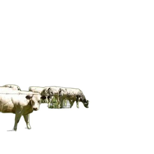 animal, weapon, car, furniture transparent PNG cut-out