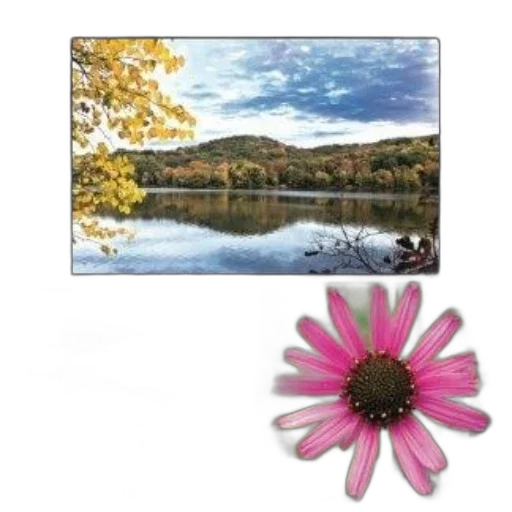 flower, jewelry, furniture, photorealistic transparent PNG cut-out