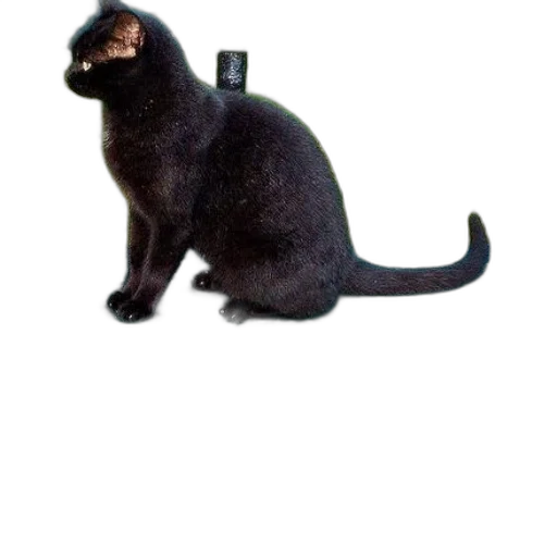 staff, animal, weapon, creature transparent PNG cut-out