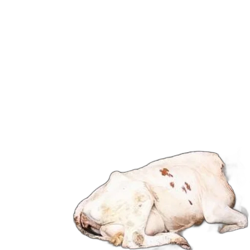 animal, creature, food, weapon transparent PNG cut-out