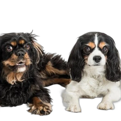 animal, two, adorable, cavalier transparent PNG cut-out