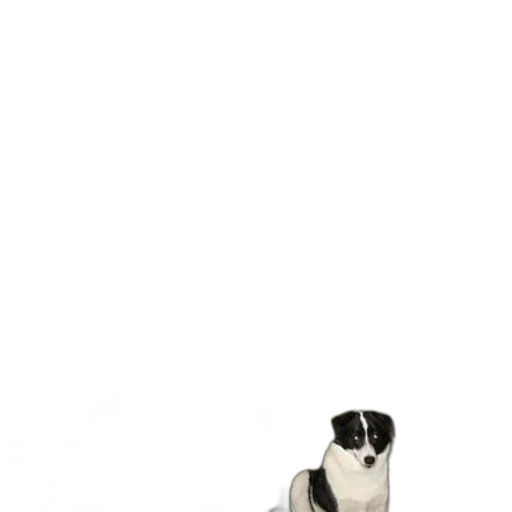 animal, shoes, staff, bottle transparent PNG cut-out