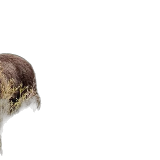 hair, hat, animal, crown transparent PNG cut-out