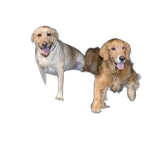 animal, staff, photorealistic, 3d render transparent PNG cut-out