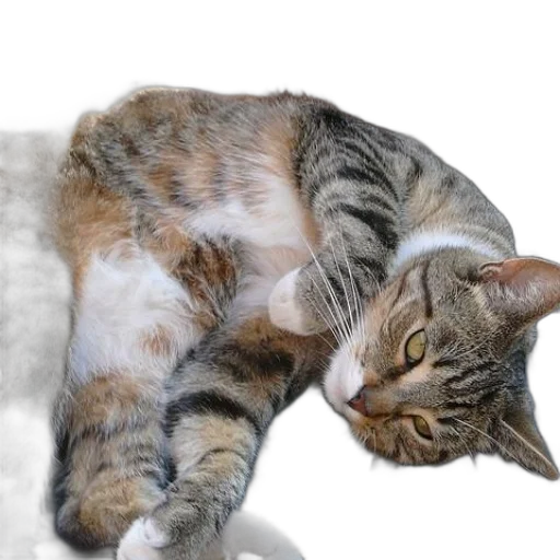 animal, creature, staff, photorealistic transparent PNG cut-out