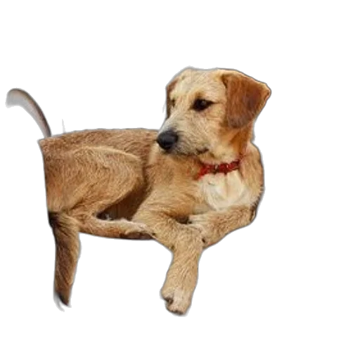 furniture, animal, staff, creature transparent PNG cut-out