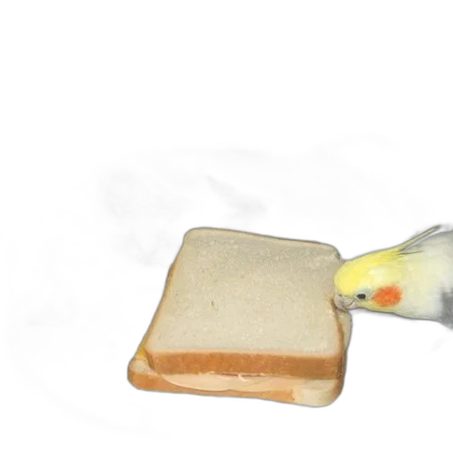 food, animal, creature, shoes transparent PNG cut-out