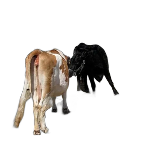 animal, hair, food, creature transparent PNG cut-out