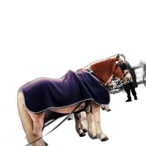 animal, dress, staff, weapon transparent PNG cut-out
