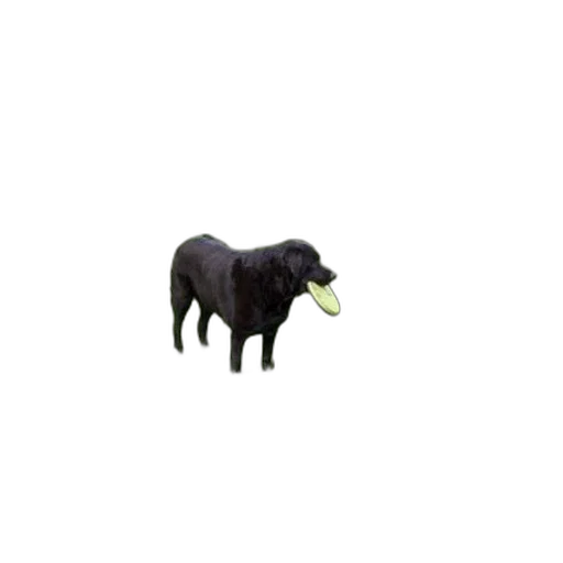 animal, creature, food, hair transparent PNG cut-out