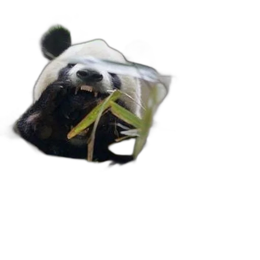 creature, animal, mask, hat transparent PNG cut-out