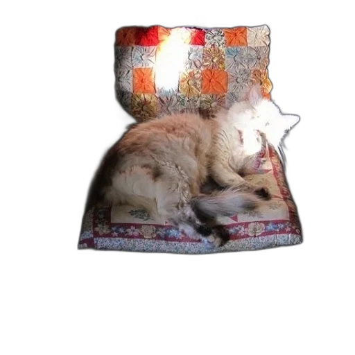 hat, furniture, animal, food transparent PNG cut-out