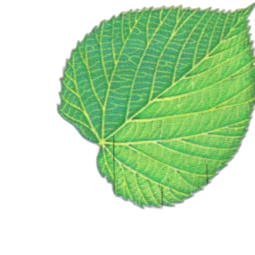food, crown, tree, flower transparent PNG cut-out
