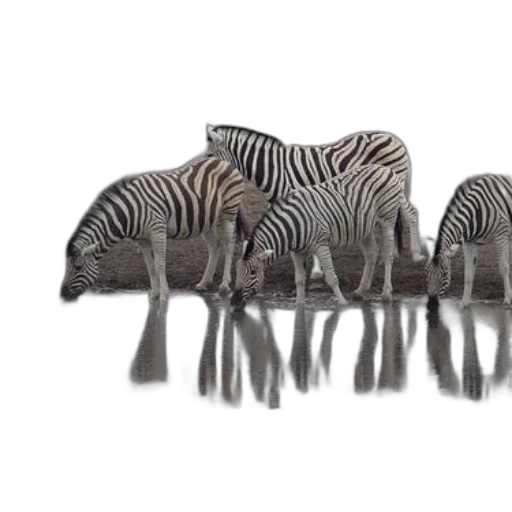 animal, furniture, shoes, hat transparent PNG cut-out
