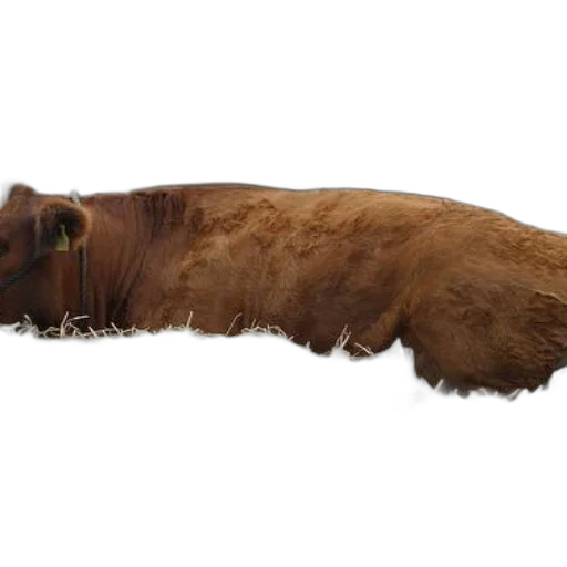 animal, creature, hair, staff transparent PNG cut-out
