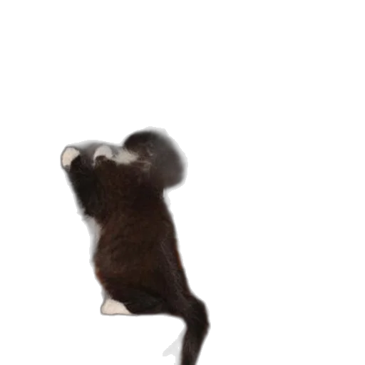 animal, creature, staff, hair transparent PNG cut-out