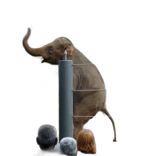 animal, staff, concept art, photorealistic transparent PNG cut-out