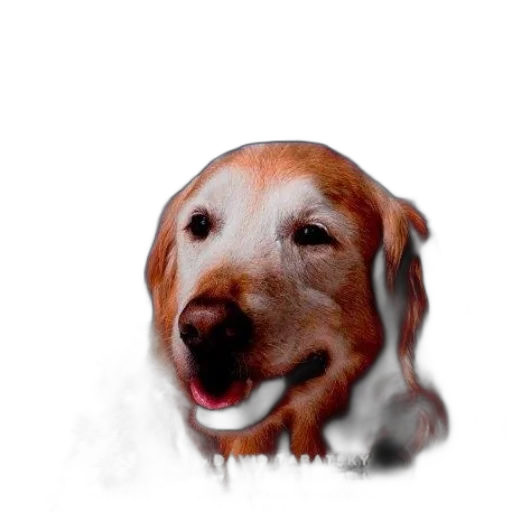 animal, creature, face, staff transparent PNG cut-out