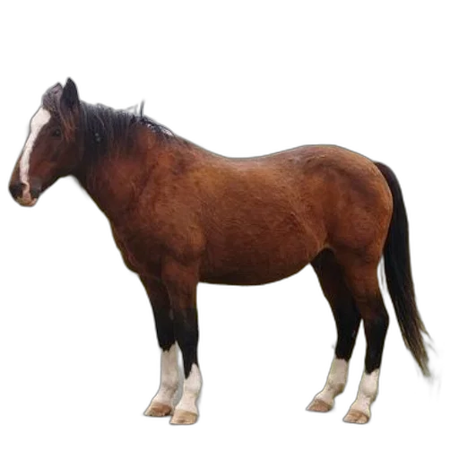 animal, creature, hair, staff transparent PNG cut-out