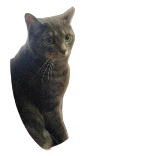 animal, creature, staff, face transparent PNG cut-out