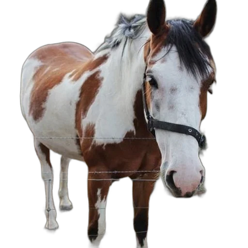 animal, staff, creature, face transparent PNG cut-out