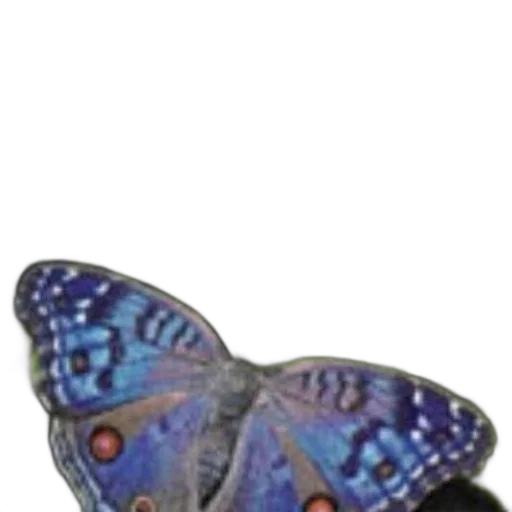 animal, jewelry, creature, staff transparent PNG cut-out