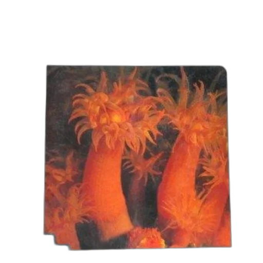 crown, flower, mask, hair transparent PNG cut-out